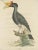 Goldfuss, Rhinoceros Hornbill, 1824, Paper For Sale