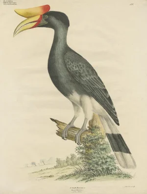 Goldfuss, Rhinoceros Hornbill, 1824, Paper