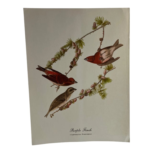 1960s After Audubon Purple Finch Print For Sale