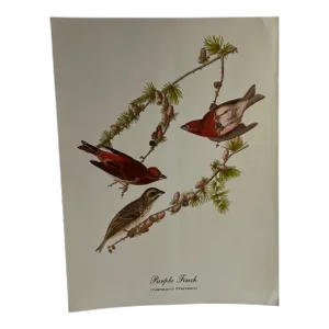 1960s After Audubon Purple Finch Print