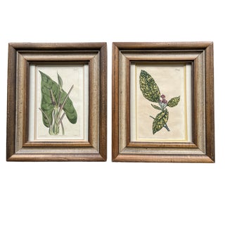 19th Hand Colored English Botanical Prints of Japanese Acuba and Arrowhead Pothos With Flowers Solid Oak and Pickled Wood Framed - a Pair For Sale