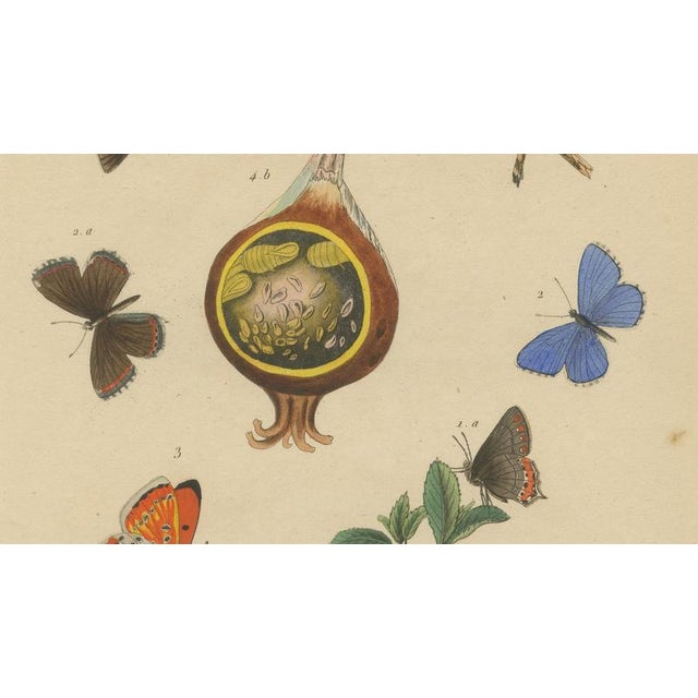 Aug. Duméril, Polyommatus Butterflies and Caterpillars, 1830, Engraving For Sale - Image 5 of 8