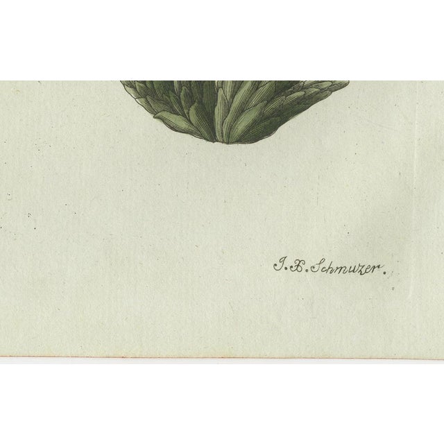 Gold Bertuch, Carrion Flower and Mimosa, 1805, Engraving For Sale - Image 8 of 10