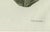 Gold Bertuch, Carrion Flower and Mimosa, 1805, Engraving For Sale - Image 8 of 10