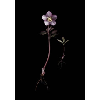 Helleborus X Hybridus Limited Edition of 4 Photography by Francesca Wilkinson