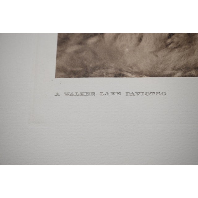 Edward S. Curtis "A Walker Lake Paviotso" 1926 Vintage Photogravure, Cardozo Collection For Sale - Image 4 of 8