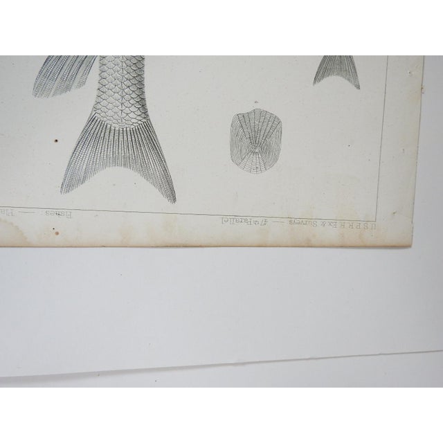 Paper Mid 19th Century Us Pacifc Railroad Fish Lithograph Book Plate - A Pair For Sale - Image 7 of 7