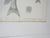 Paper Mid 19th Century Us Pacifc Railroad Fish Lithograph Book Plate - A Pair For Sale - Image 7 of 7