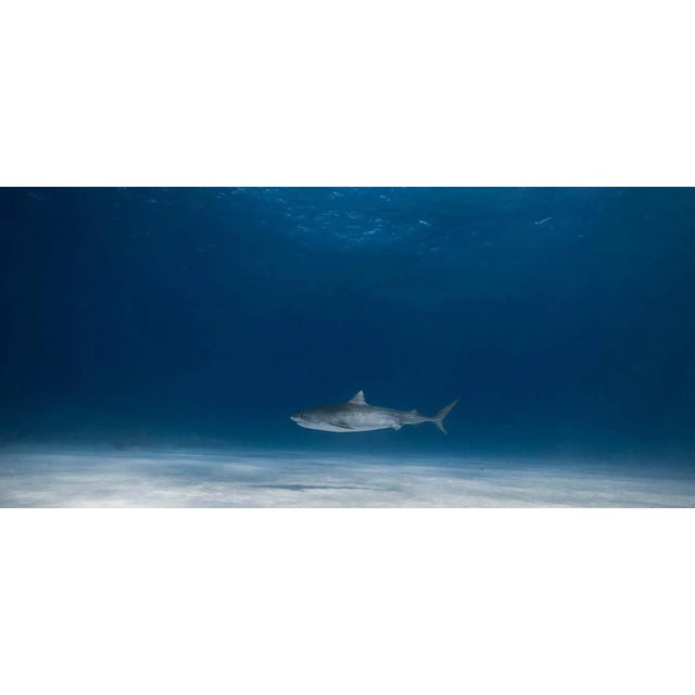 Early 21st Century Olivier Borde, Tiger Sharks, Fine Art Print, 2016 For Sale - Image 5 of 5
