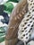 Wood 1950s Song Thrush Watercolour by Charles F. Tunnicliffe For Sale - Image 7 of 16