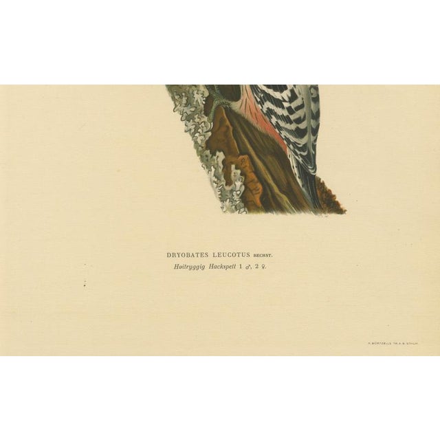 Swedish White-Backed Woodpecker on Woodland Trunk with Bird Print, 1929 For Sale - Image 6 of 10