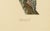 Swedish White-Backed Woodpecker on Woodland Trunk with Bird Print, 1929 For Sale - Image 6 of 10