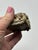 Small Vintage Shell Art For Sale - Image 4 of 7