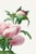 English Peony by Pierre-Joseph Redouté, Vintage Botanical Art Print, 30" X 40" For Sale - Image 3 of 9