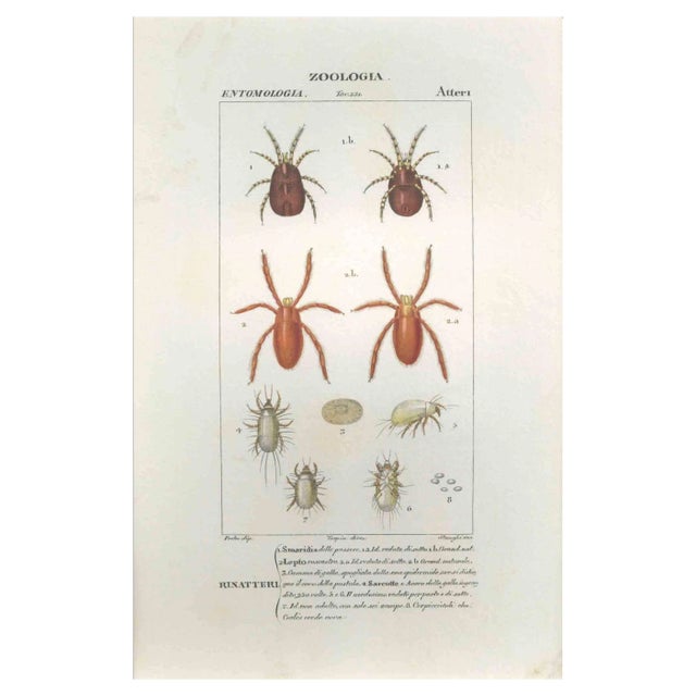 Pierre Jean François Turpin, Apterous, Etching, 1831 For Sale