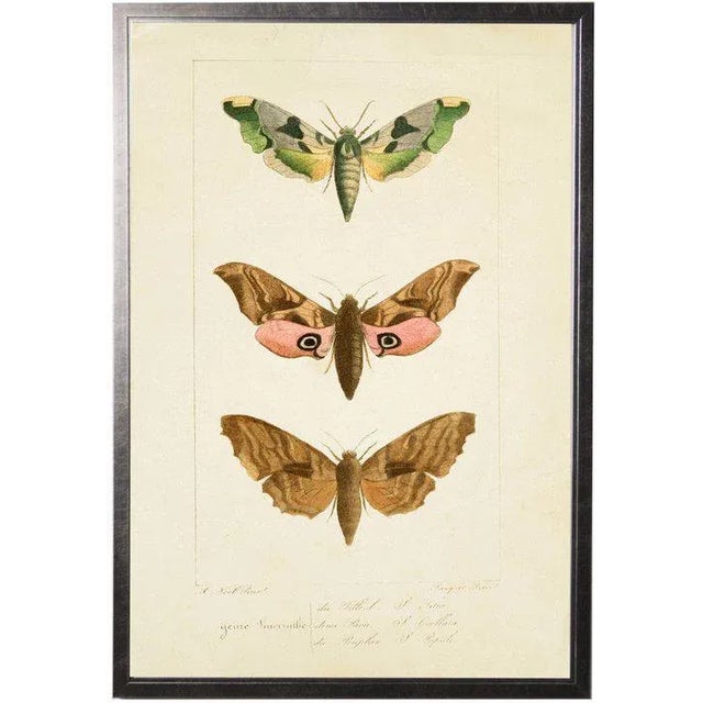 Colorful Moth Trio in Pewter Shadowbox