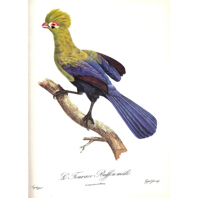 Paper "Exotic Birds: Parrots. Birds of Paradise. Tucans" Book 1963 Levaillant, Francois For Sale - Image 7 of 8