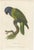 Kearsley, Lory Parrot, Hand Colored Print For Sale - Image 6 of 6