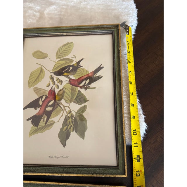 Vintage Audubon-Style Framed Bird Prints — Set of Four For Sale - Image 9 of 12
