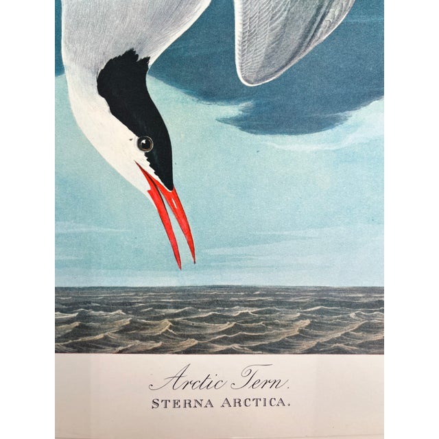 1964 Audubon Folio Lithograph Great Bird Paintings – “Arctic Tern” 17x14 For Sale In New York - Image 6 of 9
