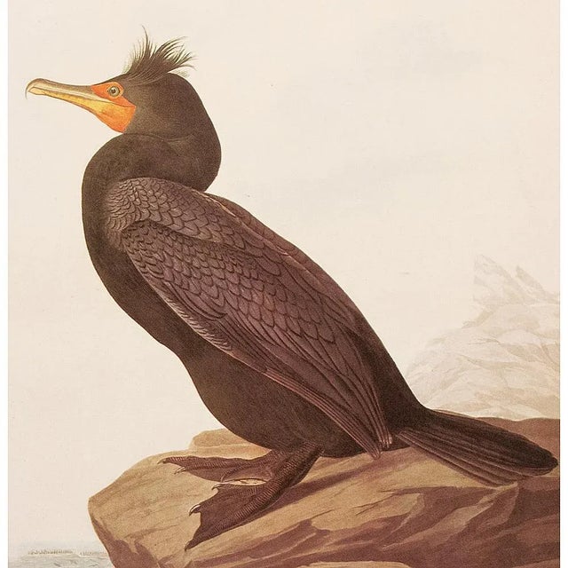 Farmhouse 1966 Vintage Cottage Print "Double-Crested Cormorant" After John James Audubon For Sale - Image 3 of 9