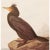 Farmhouse 1966 Vintage Cottage Print "Double-Crested Cormorant" After John James Audubon For Sale - Image 3 of 9