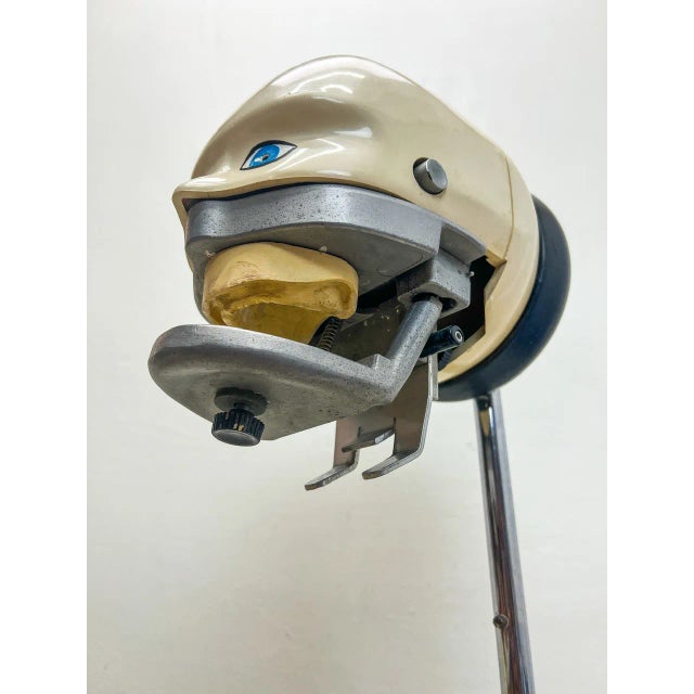 Vintage Dental Practice Training Phantom Head on Stand, 1970s For Sale - Image 10 of 13