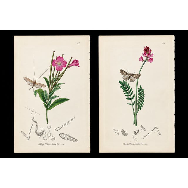 A rare grouping of original hand-colored engravings from John Curtis’s celebrated British Entomology, dating to circa...