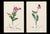 A rare grouping of original hand-colored engravings from John Curtis’s celebrated British Entomology, dating to circa...