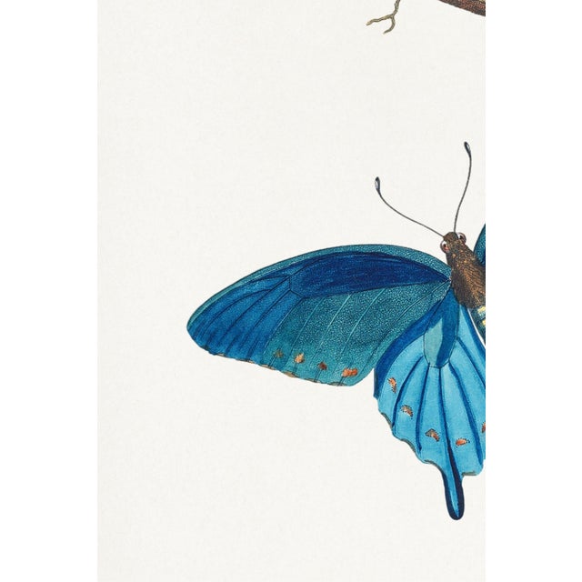 Butterflies by Thomas Say, Vintage Entomology Art Print Reproduction, 24" × 36" For Sale In Buffalo - Image 6 of 8