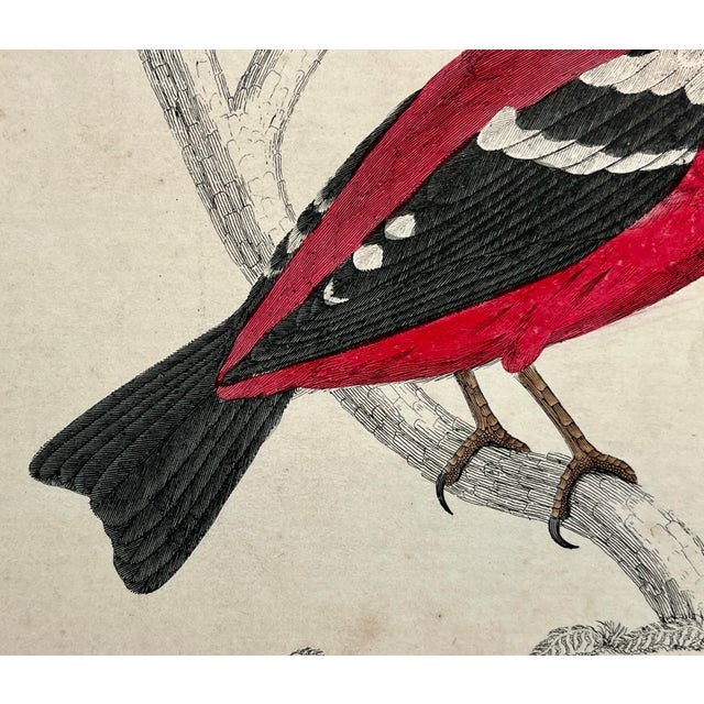 Antique Hand Tinted Bird Print Featuring an American Crossbill and a White Winged Crossbill - Circa 1850 For Sale - Image 10 of 12
