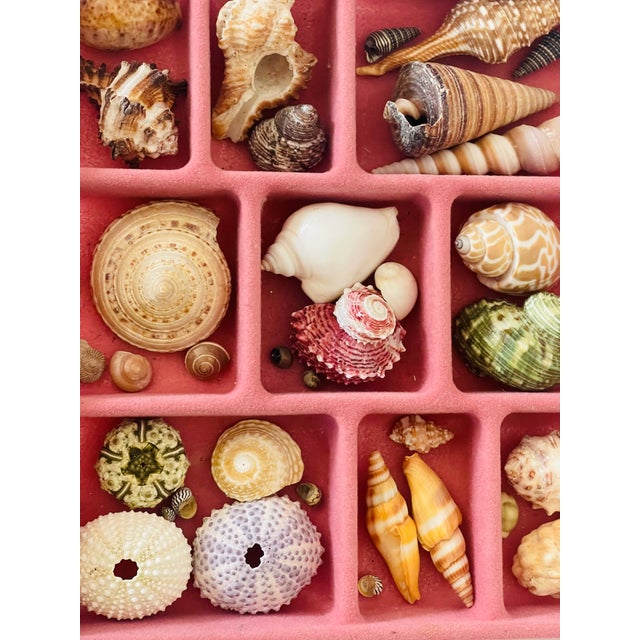 Small lovely collection of sea shells and urchins in rare colour. Great collectors find or decorative accent.