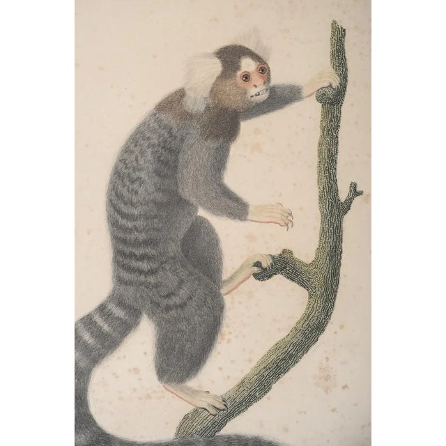 Jean Baptiste Audebert 18th Century Print of a Monkey For Sale In Los Angeles - Image 6 of 6