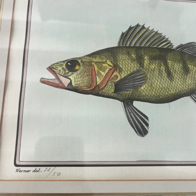 Vintage Italian Hand Colored Limited Edition Engraving of Tropical Fish Edizioni Ponte Vecchio Florence Italy For Sale - Image 4 of 7