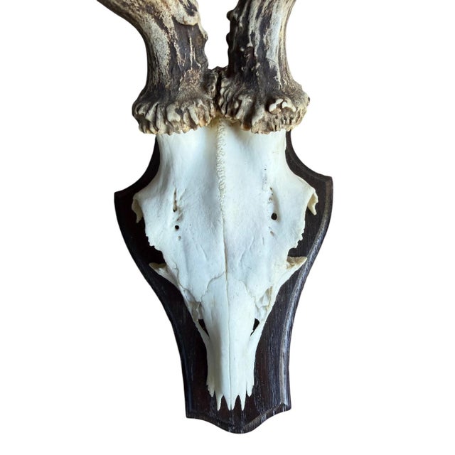 Roe Deer Trophy 139 Black Forest Antlers Jawbone Abnormal For Sale - Image 4 of 5