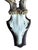 Roe Deer Trophy 139 Black Forest Antlers Jawbone Abnormal For Sale - Image 4 of 5