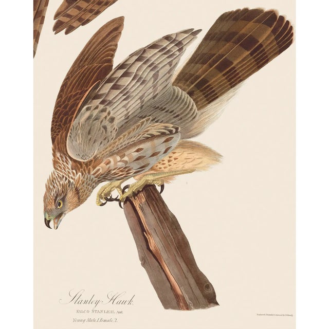 Introducing the Duchess Edition: a refined collection of Audubon Bird Giclée reproductions that elevate the timeless...