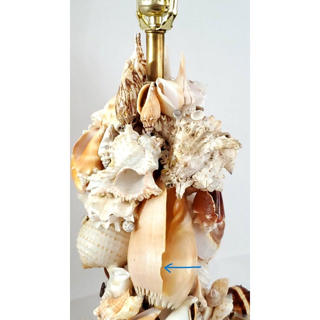 Lamp Seashells Shells Extra-Large Size - Restored For Sale - Image 17 of 17