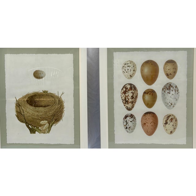 Capturing the Victorian Era's fascination with natural history illustration as art, the large scale of these reproduction...