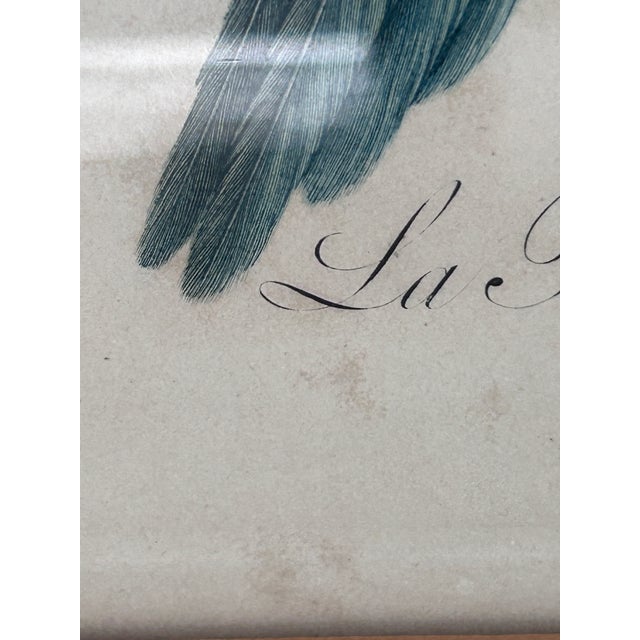 Antique Jacques Barraband Green Parrot Engraving, Plate Xv, Early 19th Century, Gilt Framed For Sale - Image 4 of 12