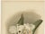 White Orchid Cattleya Schroederæ Dawn, 1888, Paper For Sale - Image 3 of 11