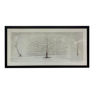 Natural Curiosities William Forsyth “Peach” 1802 Horticultural Botanical Print For Sale