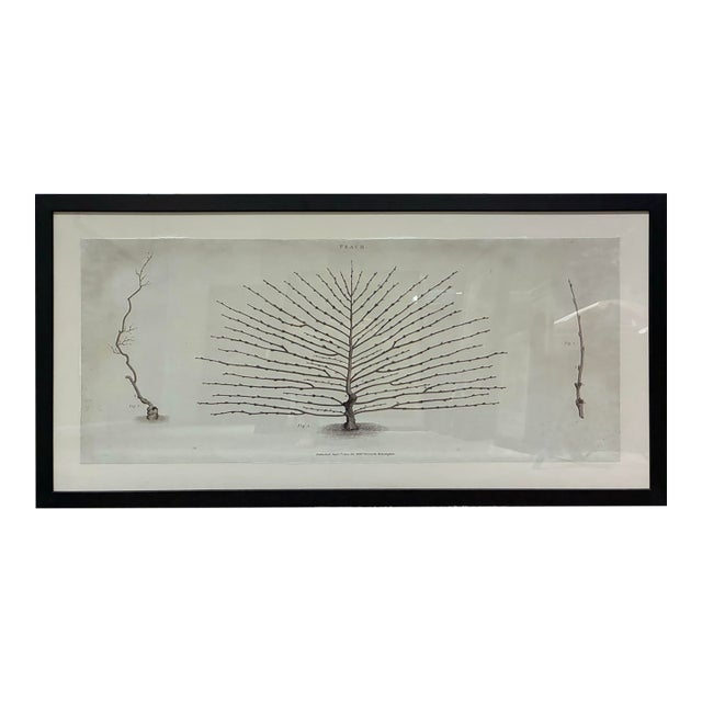 Natural Curiosities William Forsyth “Peach” 1802 Horticultural Botanical Print For Sale
