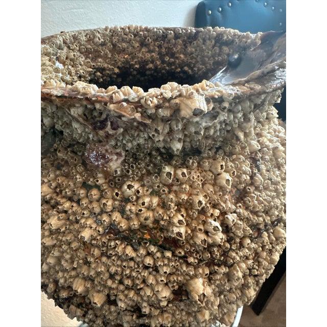 Gemstone Peace River Barnacle-Encrusted Vessel With Faux Vintage Japanese Black Pearl, 19 In. Takotsubo Style For Sale - Image 7 of 9