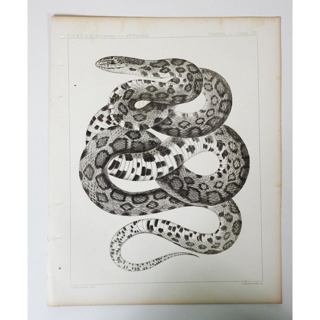 Mid 19th Century Us Pacifc Railroad Snake Lithograph Book Plate For Sale - Image 4 of 4