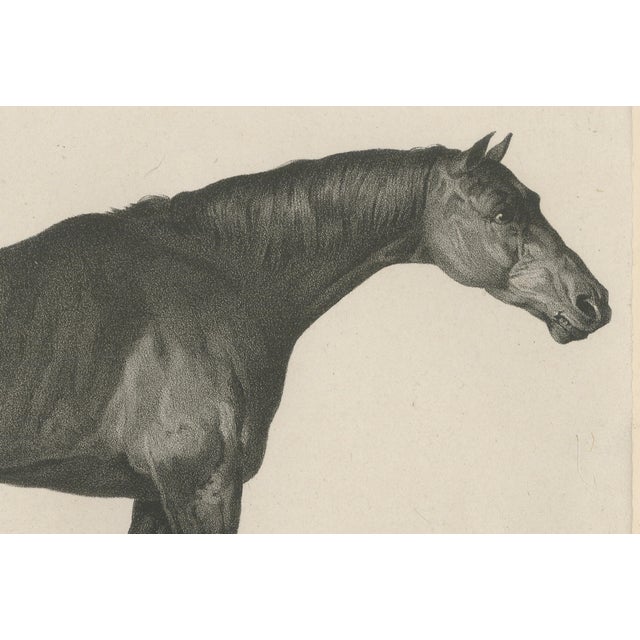 Maxim Gauci, Sharke Thoroughbred Horse Portrait, Lithograph, 1840 For Sale - Image 4 of 9