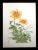 Realism Arnold Iger "Chrysanthemum" Signed Numbered Floral Etching Still Life 1981 Unframed For Sale - Image 3 of 5