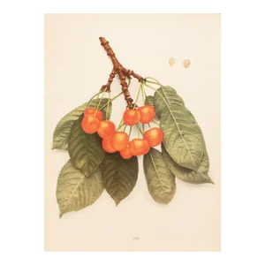 1900s U. P. Hedrick, Original Antique Photogravure of Coe Cherries