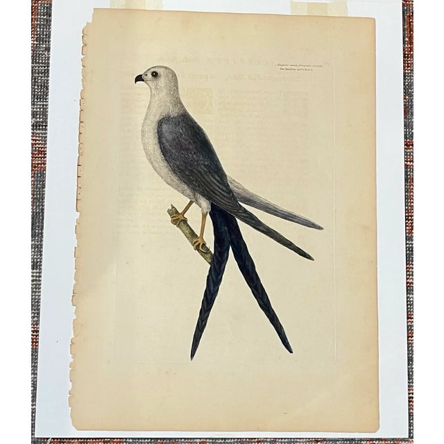Wonderful Mark Catesby (1683-1749) Swallow-Tail Hawk. Hand Colored engraving
