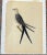 Wonderful Mark Catesby (1683-1749) Swallow-Tail Hawk. Hand Colored engraving